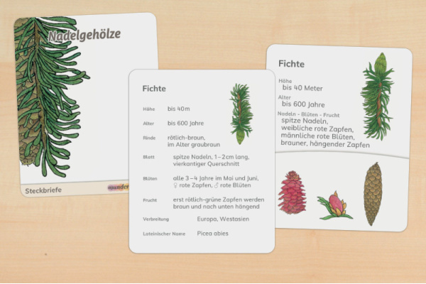 Steckbriefe Nadelgehölze (2fach differenziert) steck_nadel_titel