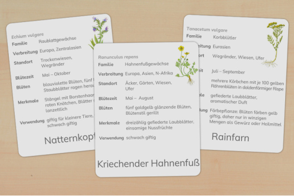 14 Steckbriefe Wiesenblumen (Download) steckbriefe_wiesenblumen_1