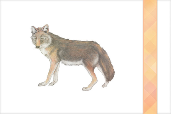 Download-Paket: Tiere Nordamerikas titel_na_paket_tiere