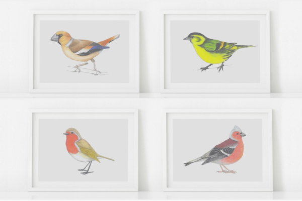 Europäische Vögel Set (16 Zeichnungen)