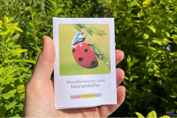 wunderwissen_marienkaefer_titel_neu