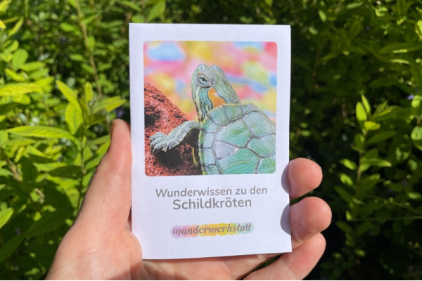 wunderwissen_schildkroete