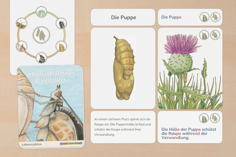 Legematerial zum Leben des Distelfalters mit Zeichnungen und Texten.