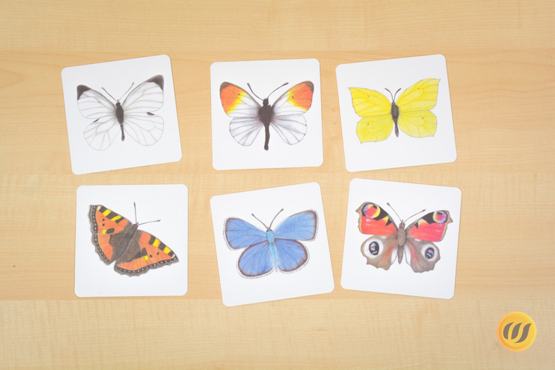 Suche den richtigen Schmetterling