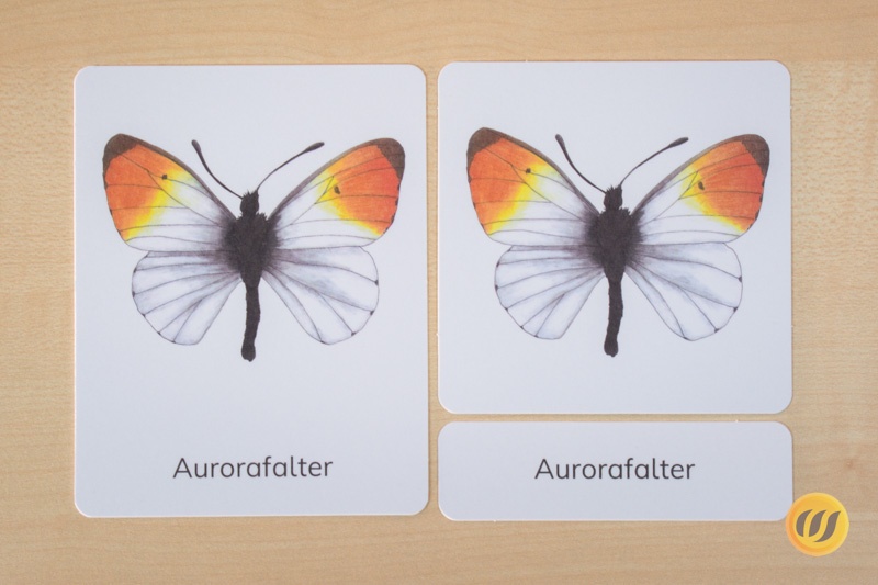Der Aurorafalter als Nomenklaturkarte