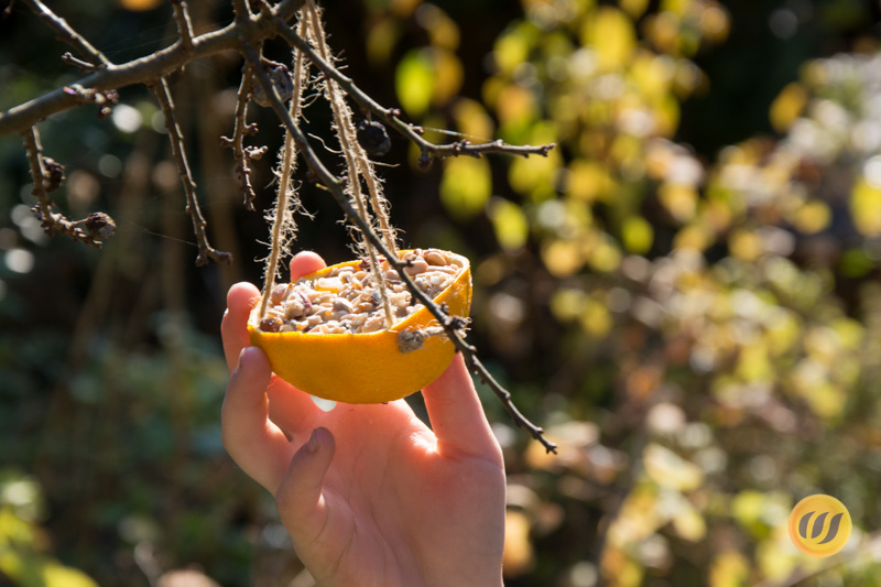 Vogelfutter in der Orangenhälfte