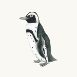 Brillenpinguin