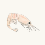 Antarktischer Krill
