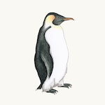Kaiserpinguin 
