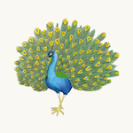 Blauer Pfau
