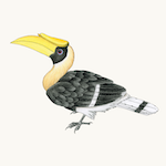 Doppelhornvogel