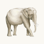 Asiatischer Elefant