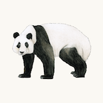 Großer Panda