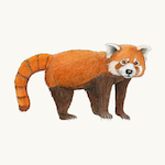 Kleiner Panda