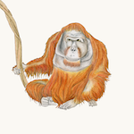 Orang Utan