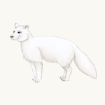 Polarfuchs