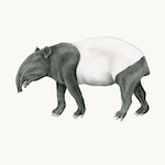 Schabrackentapir