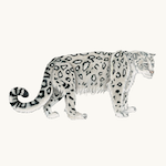 Schneeleopard