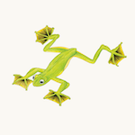 Wallace-Flugfrosch