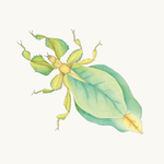 Wandelndes Blatt