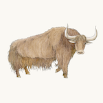 Yak