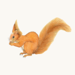 Eurasisches Eichhörnchen