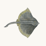 Glattrochen
