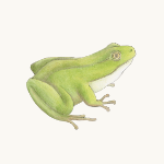 Laubfrosch