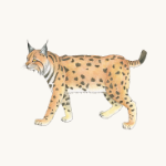 Luchs