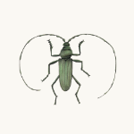 Moschusbock