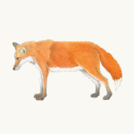 Rotfuchs