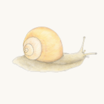 Weinbergschnecke