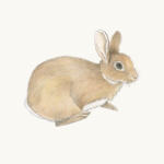 Wildkaninchen