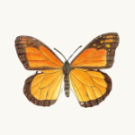 Monarchfalter