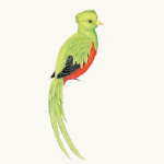 Quetzal
