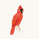 Roter Kardinal