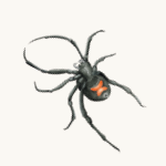 Schwarze Witwe