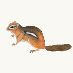 Streifen-Backenhörnchen