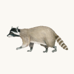 Waschbär