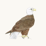 Weißkopfseeadler