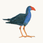 Pukeko