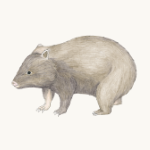 Wombat