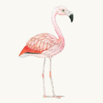 Chileflamingo