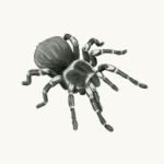 Weißknievogelspinne